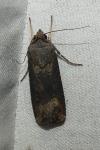 Agrotis ipsilon