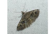 Alucita hexadactyla