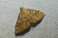 Anania verbascalis