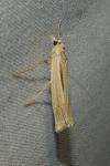 Ancylolomia tentaculella