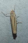 Ancylolomia tentaculella