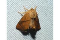 Apoda limacodes