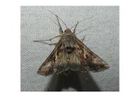 Autographa gamma