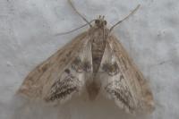 Cataclysta lemnata