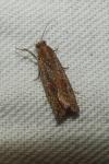 Bactra