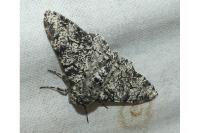 Biston betularia