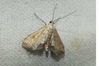 Cataclysta lemnata