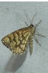 Chiasmia clathrata