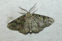 Cleorodes lichenaria