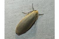 Collita griseola