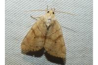 Cosmia trapezina