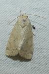 Cosmia trapezina