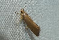 Crassa unitella