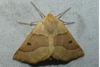 Crocallis elinguaria