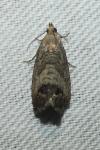 Cydia splendana