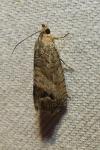 Cydia splendana
