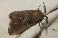 Dendrolimus pini
