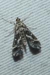 Diasemiopsis ramburialis