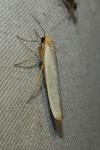 Eilema caniola