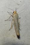 Eilema caniola