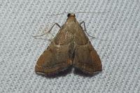 Endotricha flammealis