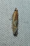 Eucosma cana