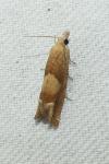 Eucosma conterminana
