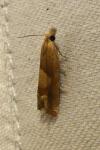 Eucosma conterminana