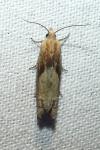 Eucosma
