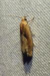 Eucosma