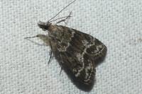 Eudonia mercurella