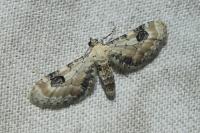 Eupithecia centaureata