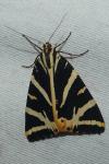 Euplagia quadripunctaria
