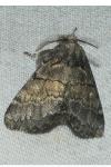 Gluphisia crenata