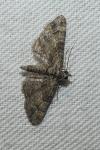 Gymnoscelis rufifasciata
