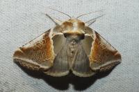 Habrosyne pyritoides
