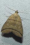 Herminia grisealis