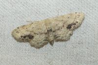Idaea dimidiata