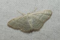 Idaea subsericeata