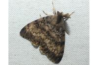 Lymantria dispar