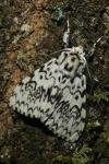 Lymantria monacha