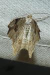 Macaria alternata