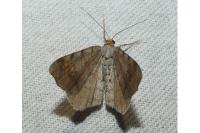 Macaria liturata