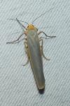 Manulea complana