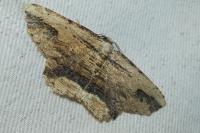 Menophra abruptaria