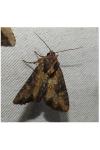 Mesapamea secalella/secalis