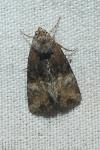 Mesoligia furuncula