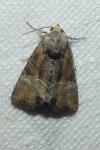 Mesoligia furuncula
