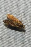 Metalampra italica