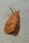 Miltochrista miniata